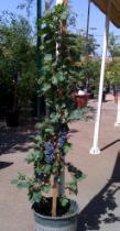 Cabernet Sauvignon Grape Vine Five Gallon Plant