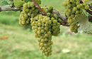 Chardonnay Grape Vine One Gallon
