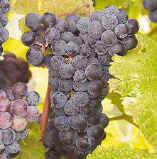 Buy Cynthiana Wine Grapes 3 vines for $23.75