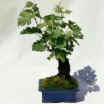 Wine Grape Bonsai
